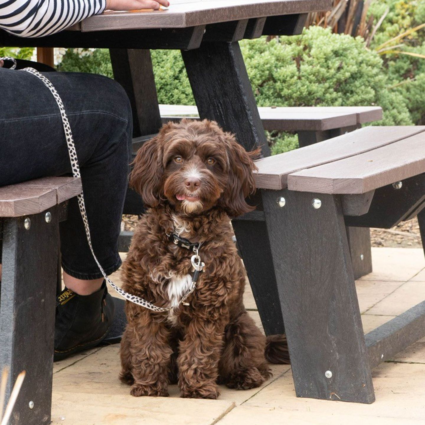 Your local dog friendly pub in Scarborough